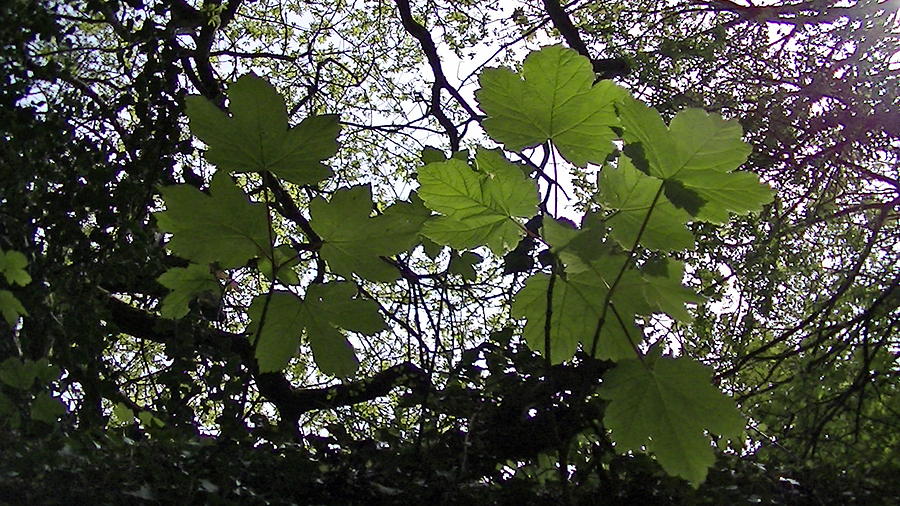 Leaves and Sky Photograph by Nieve Andrea