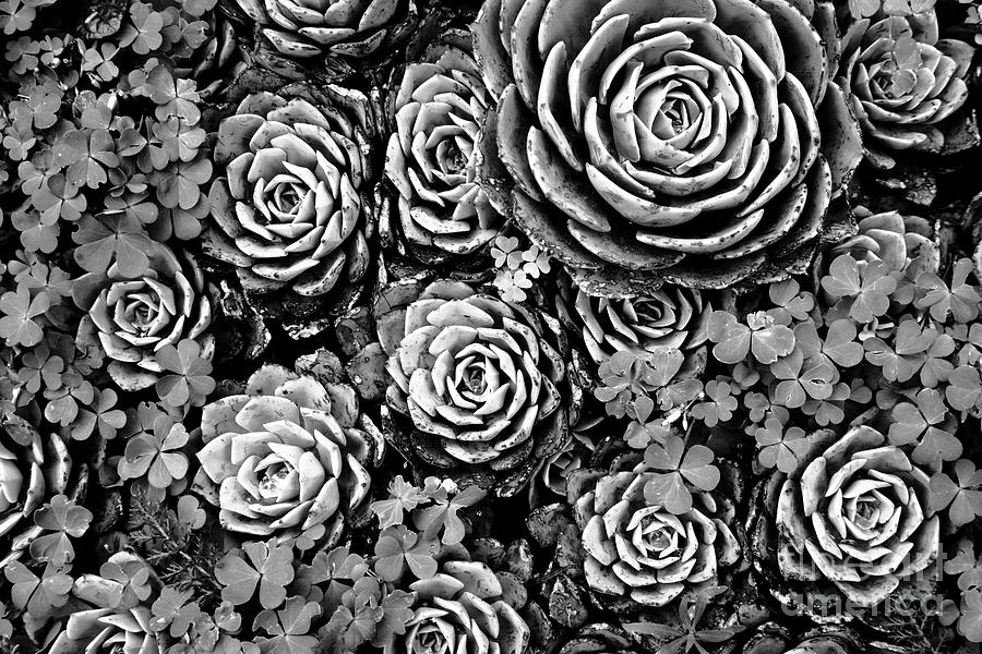 Nature Photograph - Leaves and Succulents by James Brunker