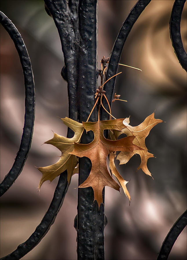 Leaves and Wrought Iron Photograph by Robert Ullmann
