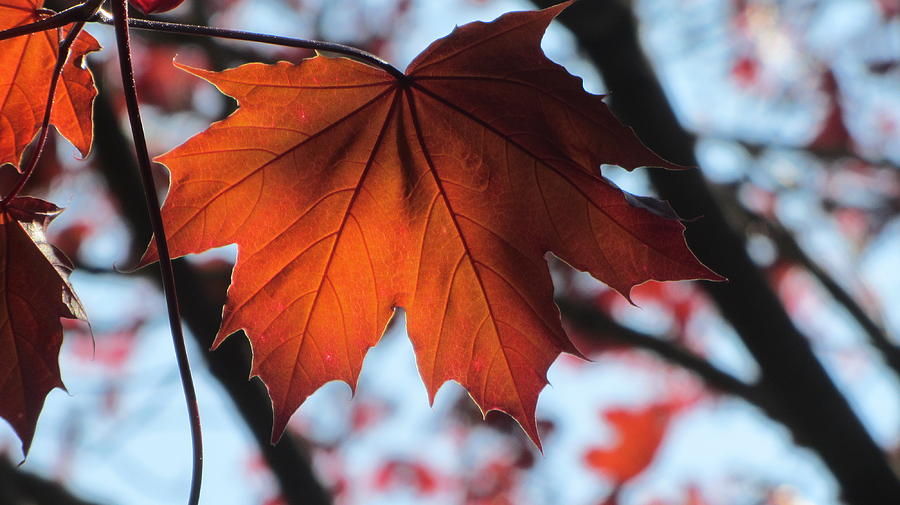 Leaves Backlit 2 Photograph by Anita Burgermeister