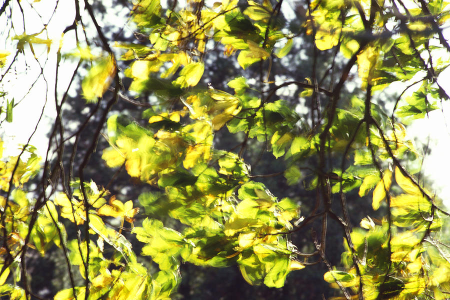 Leaves Blowing Photograph