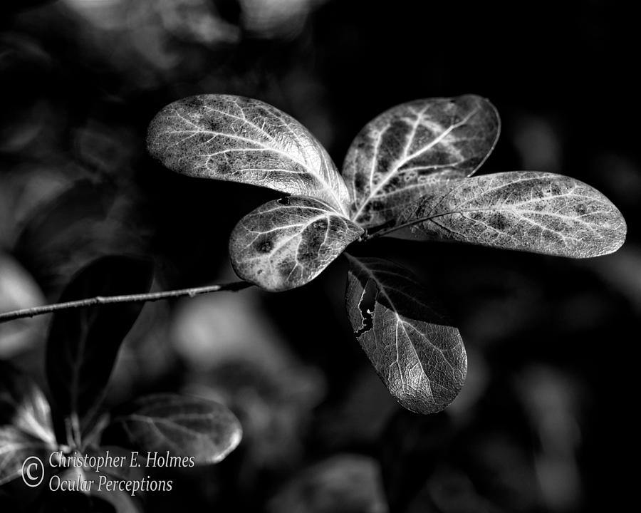Leaves - BW Photograph by Christopher Holmes