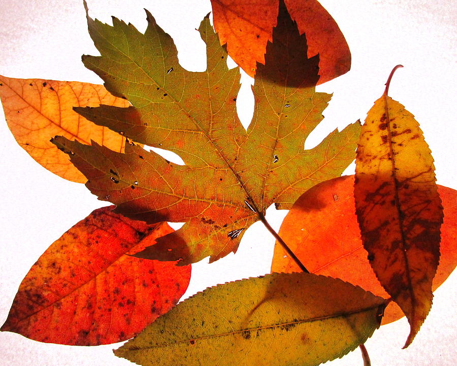 Leaves Photograph by Catherine Howley