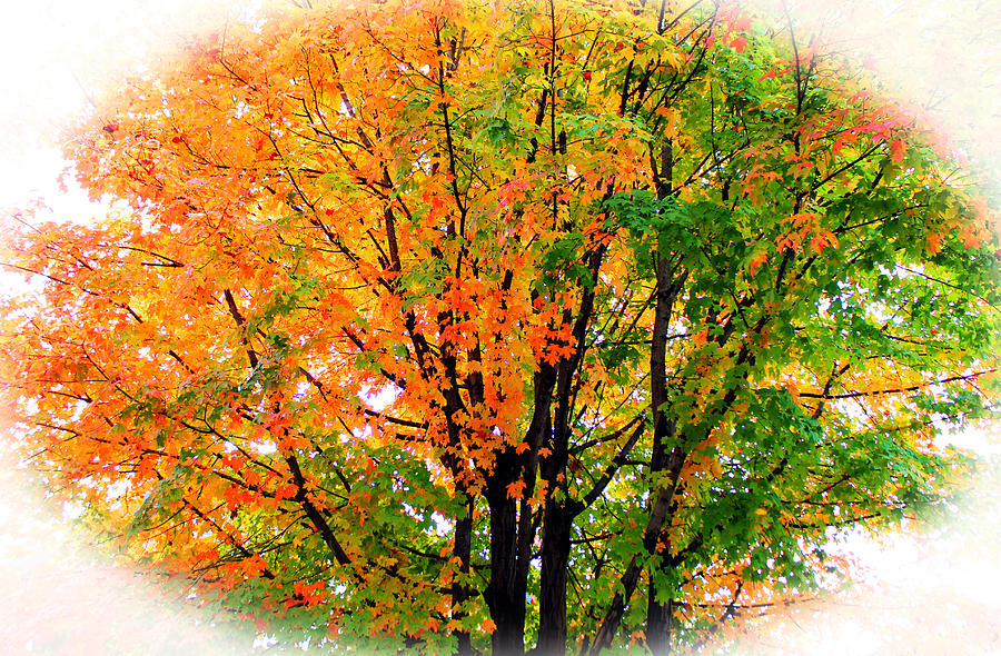 Leaves Changing Colors Photograph by Cynthia Guinn