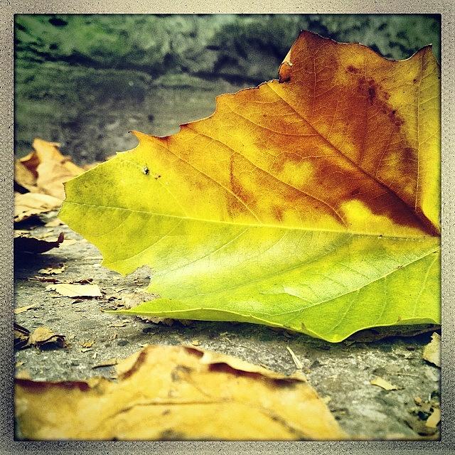 Fall Photograph - Leaves Changing Colour. #autumn #fall by David Lynch