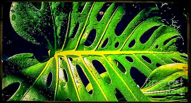 Leaves Close-up No.17 Photograph by Fei A - Fine Art America