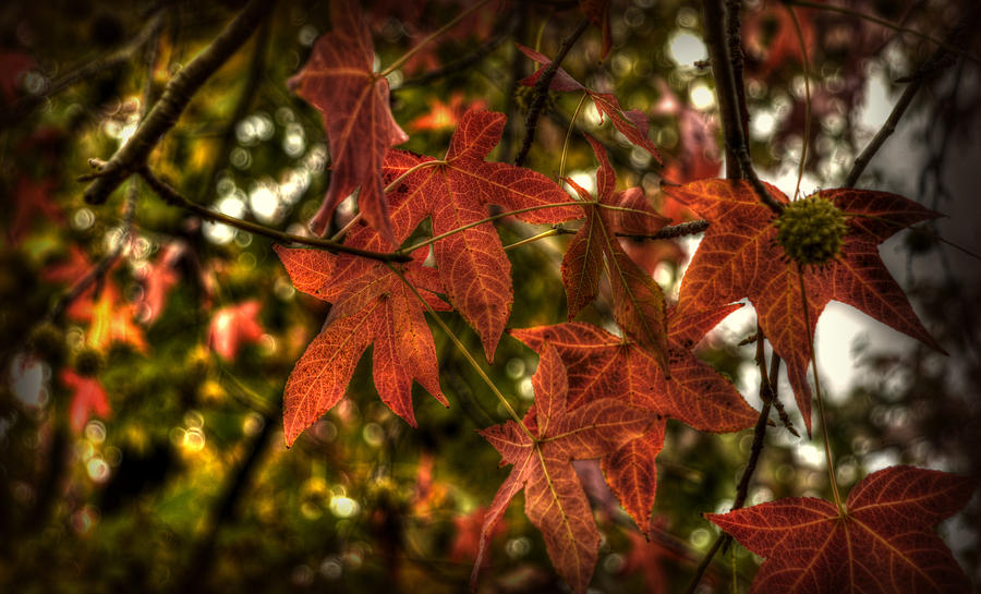 Leaves Photograph by Craig Incardone