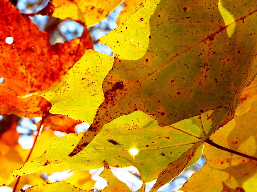 Autumn Leaves Photograph by Cristina Stefan