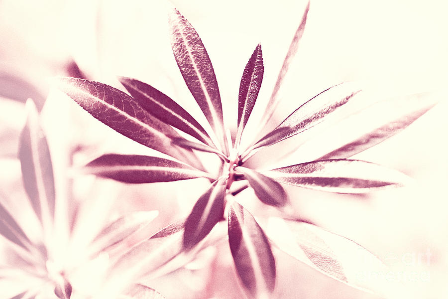 Flower Photograph - Leaves Dancing in the Sunlight Abstract by Natalie Kinnear