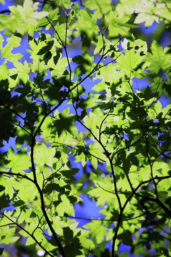 Leaves Dancing Photograph by James Knight