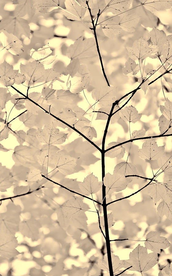 Leaves Fade to Beige Melody Photograph by Jennie Marie Schell