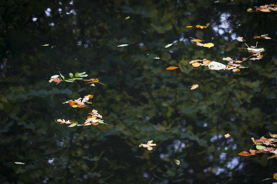 Leaves floating on the Reflection. Photograph by Clare Bambers
