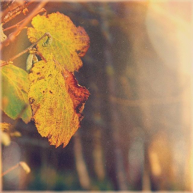 Nature Photograph - #leaves #foliage #nature #tree #autumn by Linandara Linandara