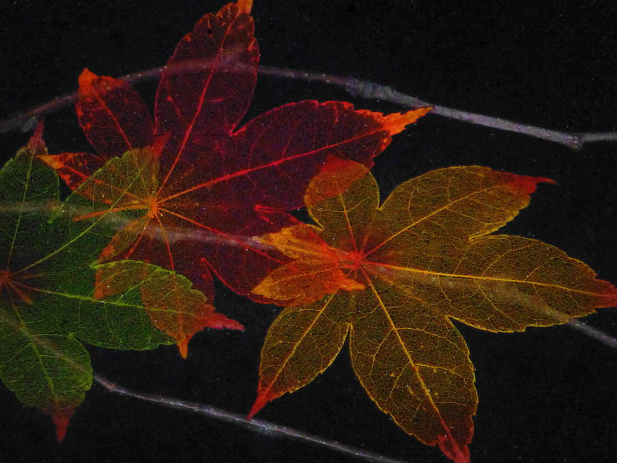Leaves Gone Bye Photograph by Lori Seaman