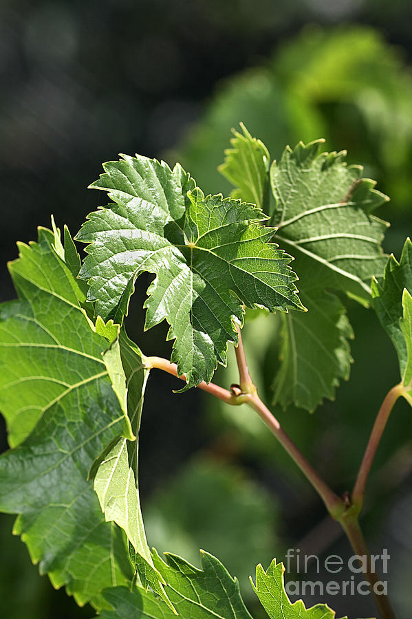 Leaves-green Grape Vine Photograph by Joy Watson