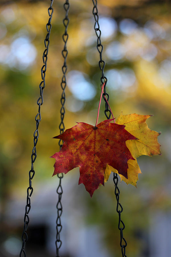 Leaves in a Bird Feeder Chain Photograph by Mary Bedy