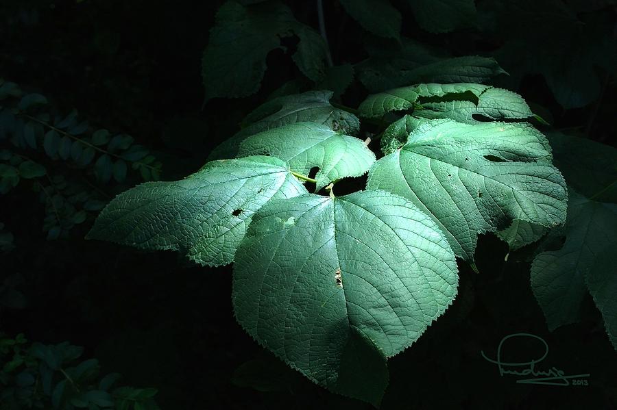 Leaves in a patch of sunlight Photograph by Ludwig Keck