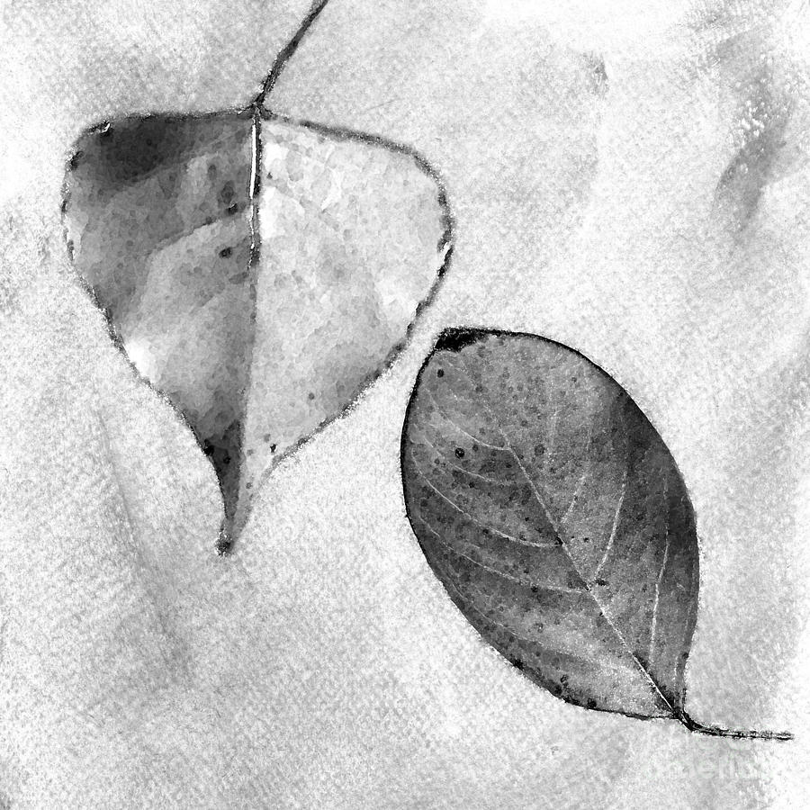 Leaves in Black and White Photograph by Betty LaRue