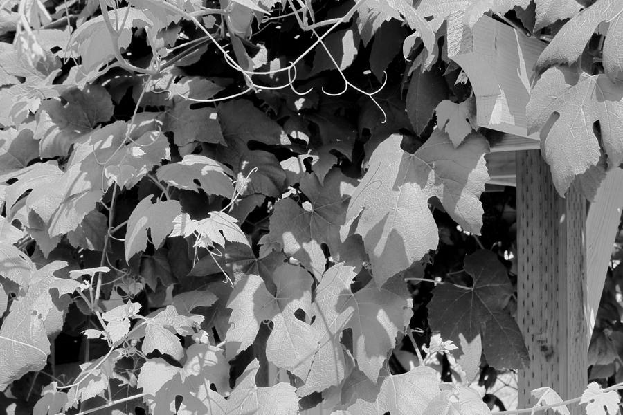 Leaves in black and white  Photograph by Cathy Anderson