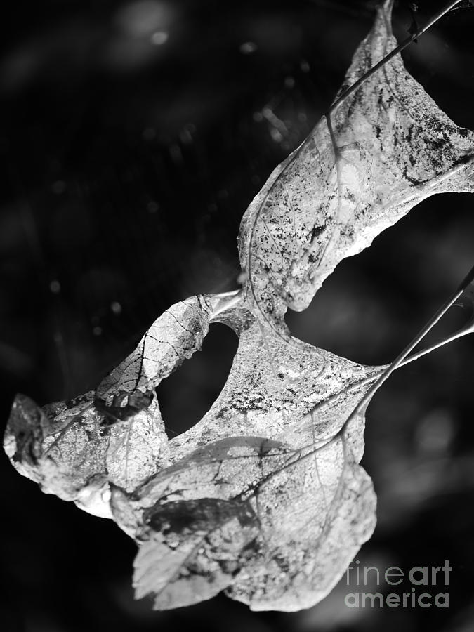 Leaves in black and white Photograph by Jane Ford