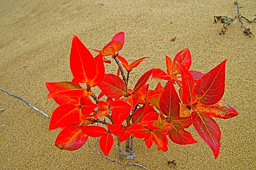 Leaves in Carcross Desert-YT Photograph by Ruth Hager