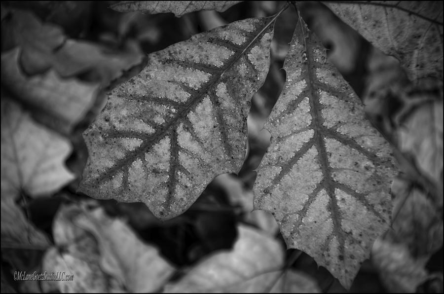 Leaves in Fall Monochrome Photograph by LeeAnn McLaneGoetz McLaneGoetzStudioLLCcom