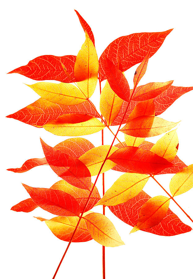 Leaves Photograph - Leaves in Fall by Robert Woodward