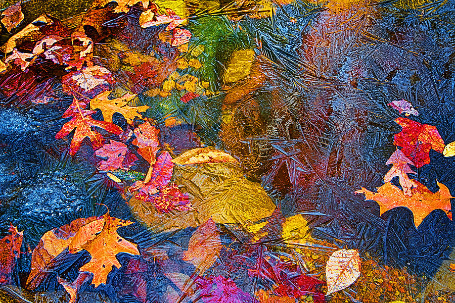 Leaves In Ice Abstract Photograph by John Haldane