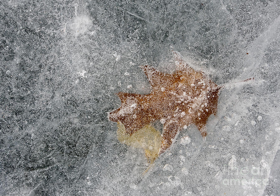 Leaves in Ice Photograph by Steven Ralser
