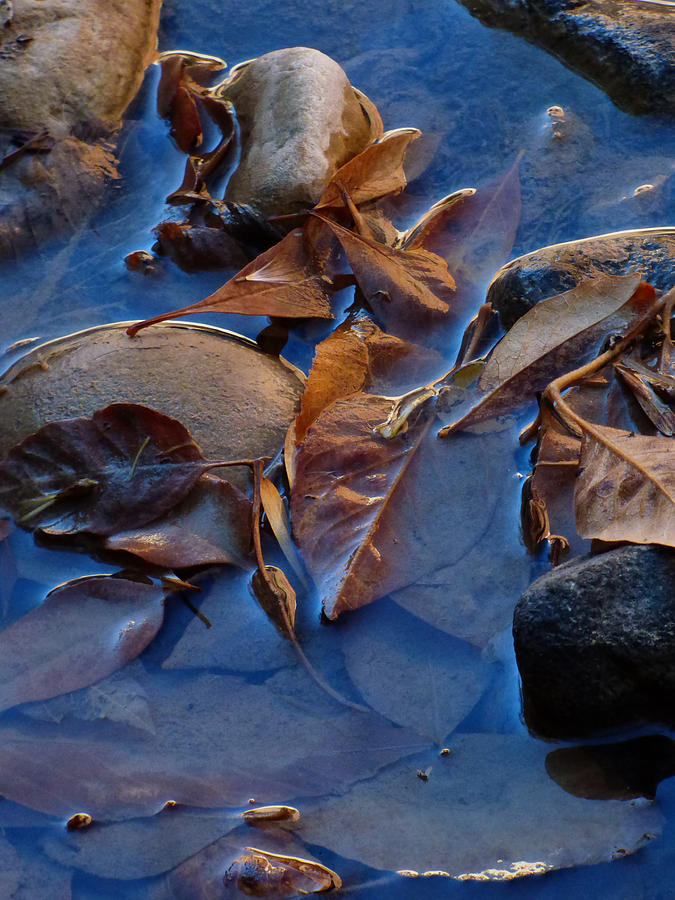 Leaves in Iridescent Water Photograph by Marcia Socolik