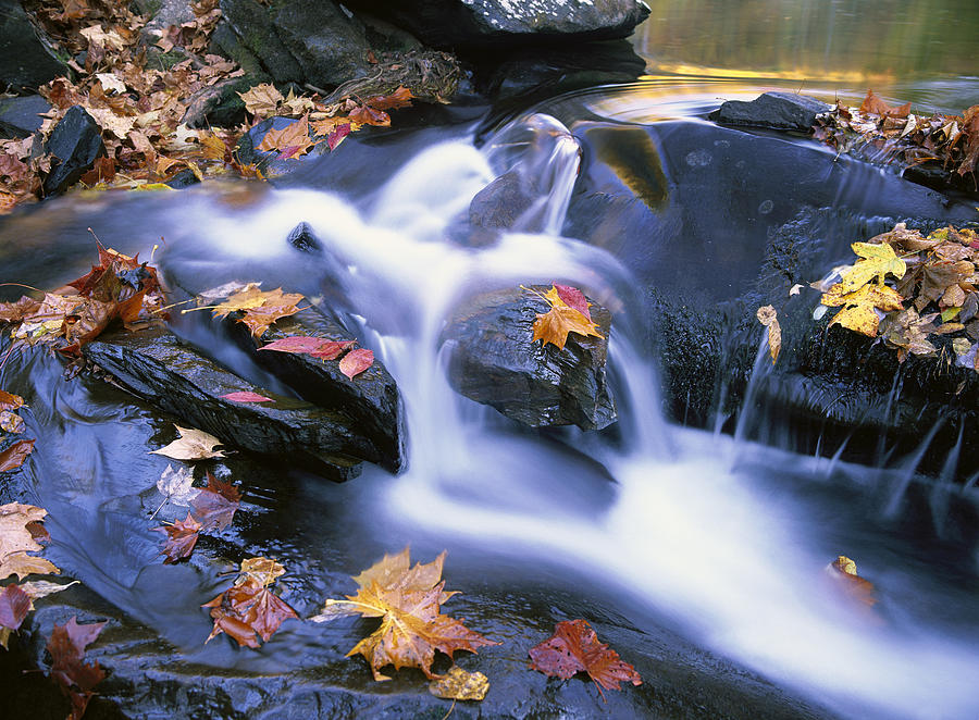 Leaves In Little River Great Smoky Photograph by Tim Fitzharris