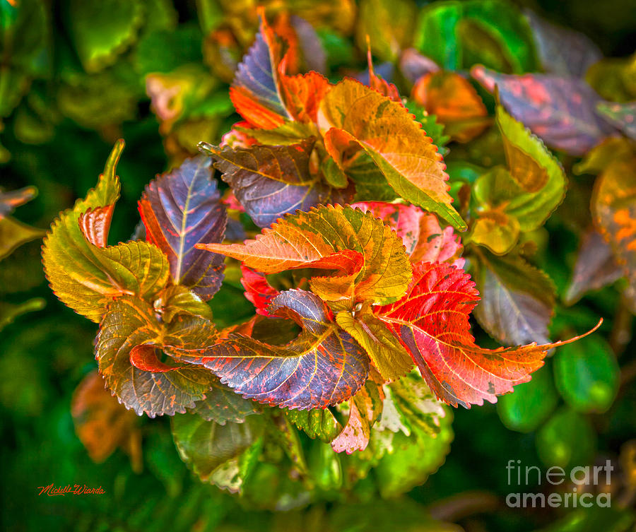Leaves in Motion Photograph by Michelle Constantine
