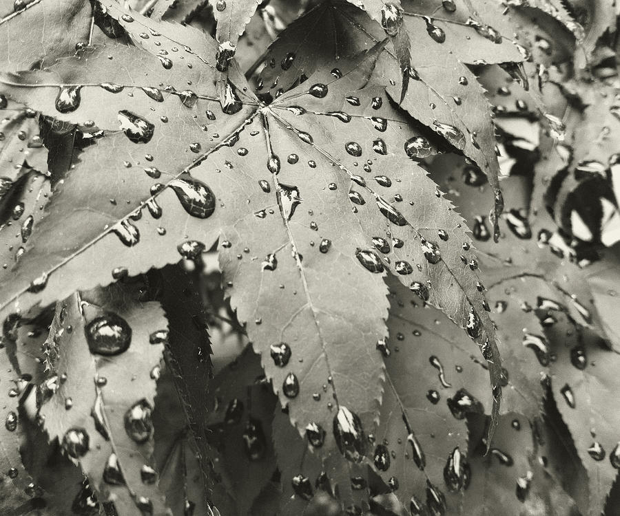 Leaves in Rain Photograph by Cathy Anderson