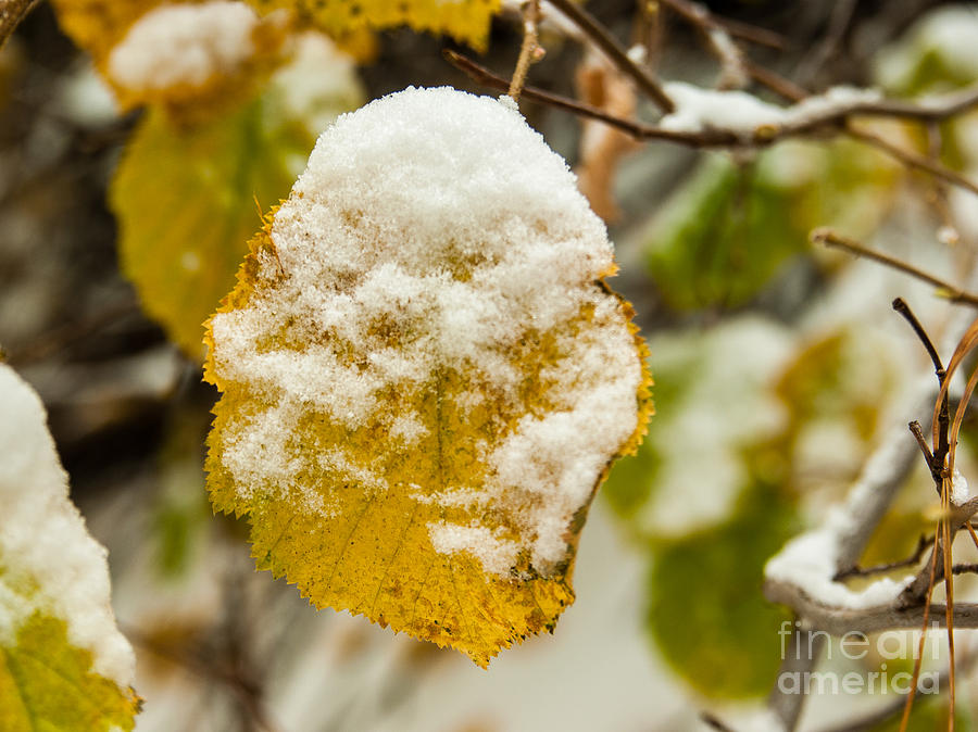 Kings Canyon Photograph - Leaves in Snow  1-7925 by Stephen Parker