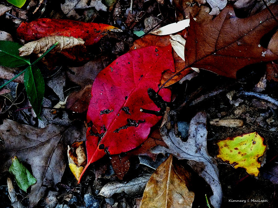 Leaves in the Fall Photograph by Kimmary MacLean