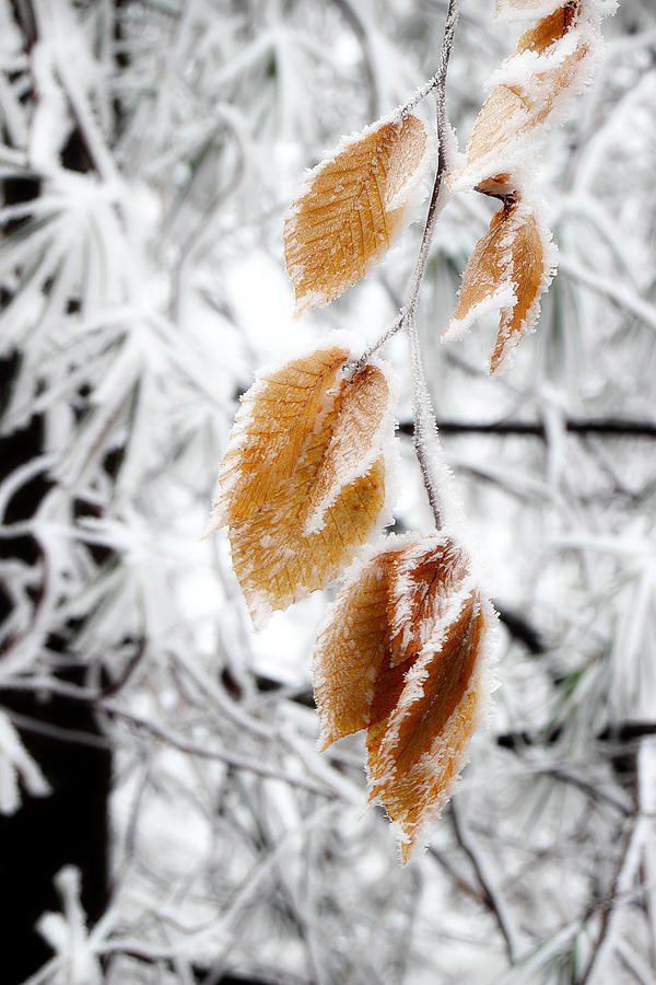 Leaves In The Frost Photograph by Michael Eingle