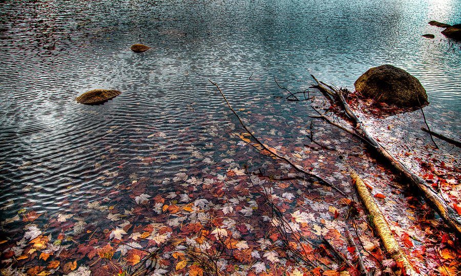 Leaves in the Lake Photograph by David Patterson