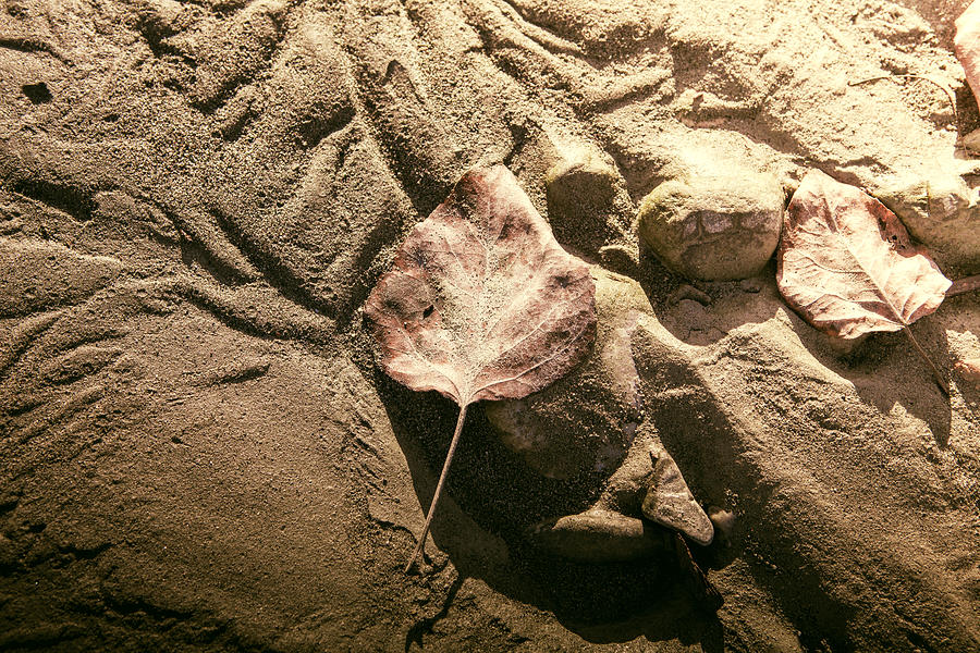 Leaves in the Sand Photograph by Michele Cornelius