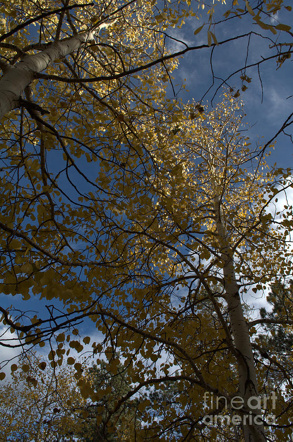 Fall Photograph - Leaves in the Sky by Anjanette Douglas