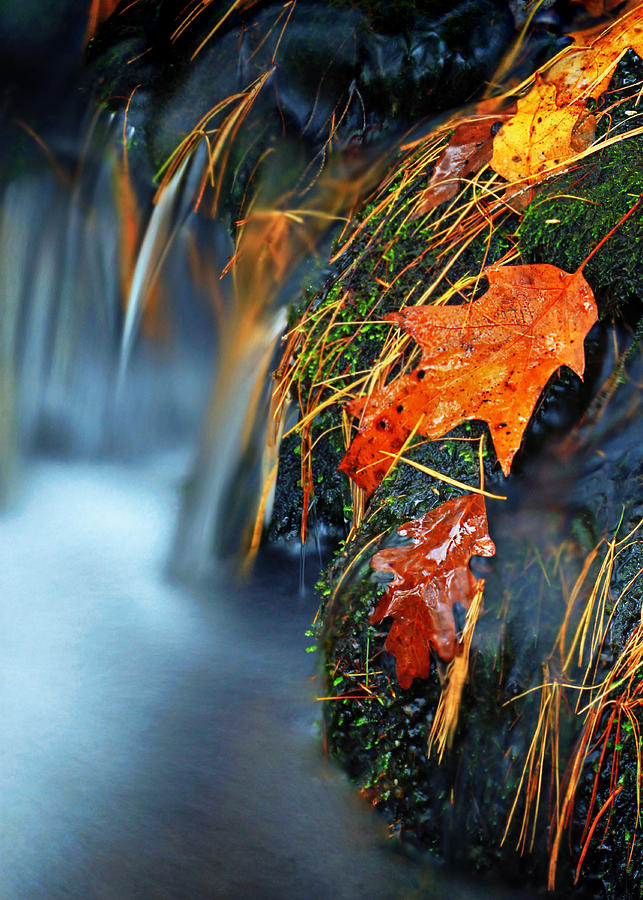 Leaves in the stream Photograph by Carolyn Derstine