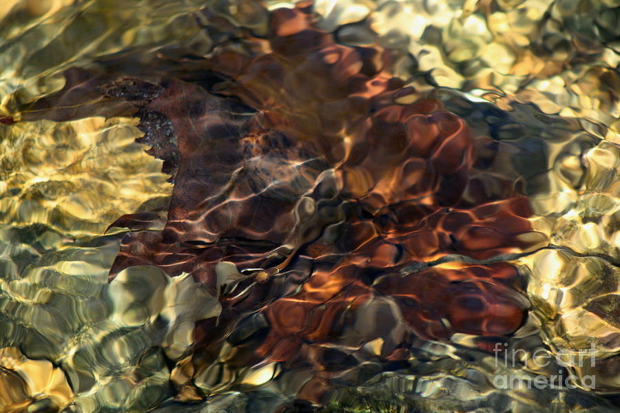 Leaves in the Stream Photograph by Fred Sheridan
