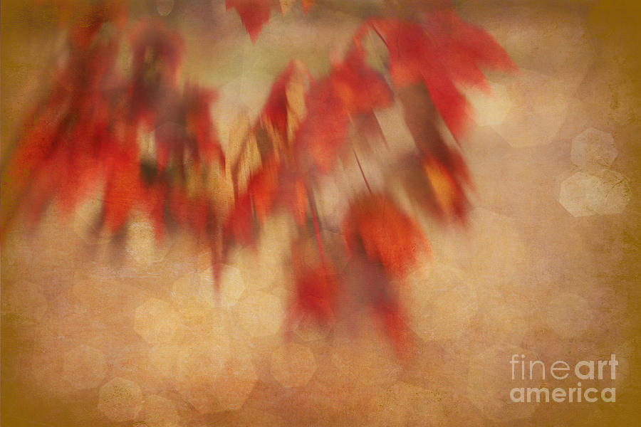 Fall Photograph - Leaves in the Wind by Judi Bagwell