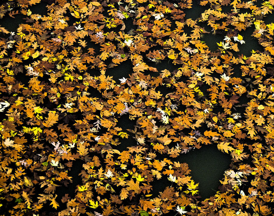 Leaves in Water Photograph by Dean Ginther
