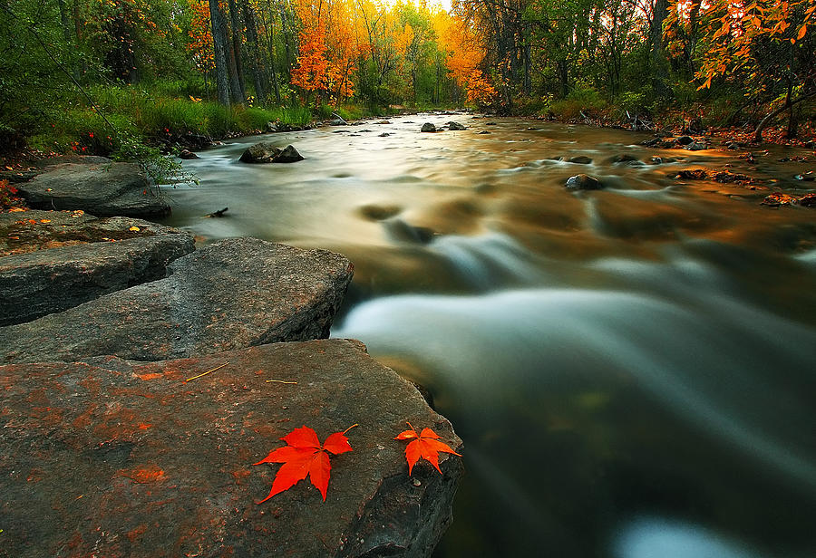 Leaves Photograph by Kadek Susanto
