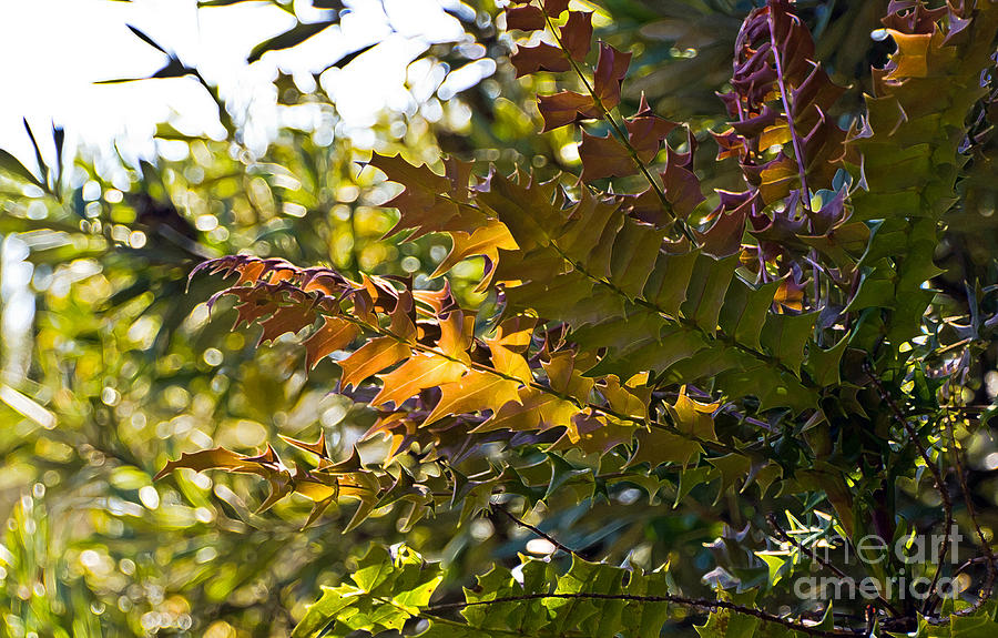 Leaves Photograph by Kate Brown