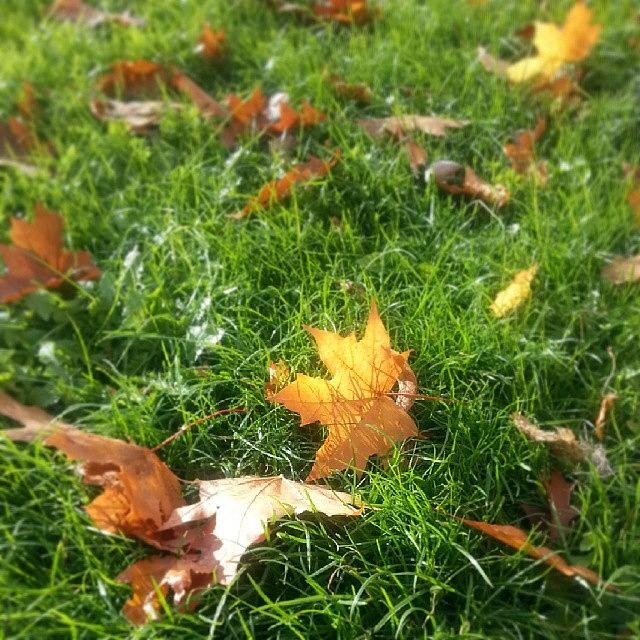 Fall Photograph - #leaves #lawn #grass #green #yellow by Linandara Linandara