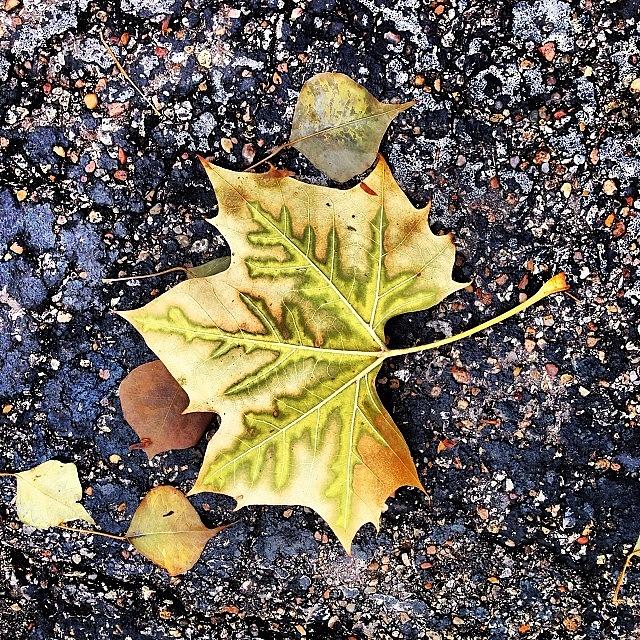 Winter Photograph - #leaves #leaf #fall #autumn #winter by Greta Olivas