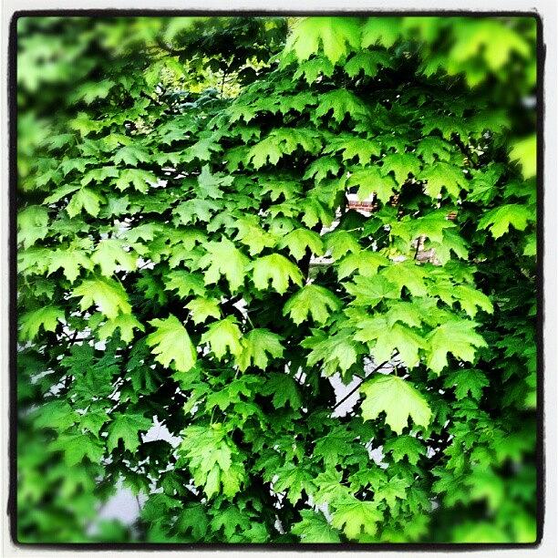 Nature Photograph - #leaves #leaf #tree #jungle #bushes by Cajeton Clint