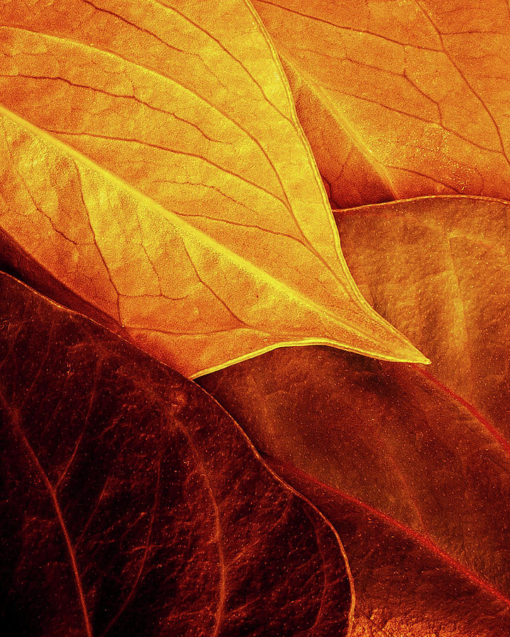 Leaf Photograph - Leaves by Luiz Laercio