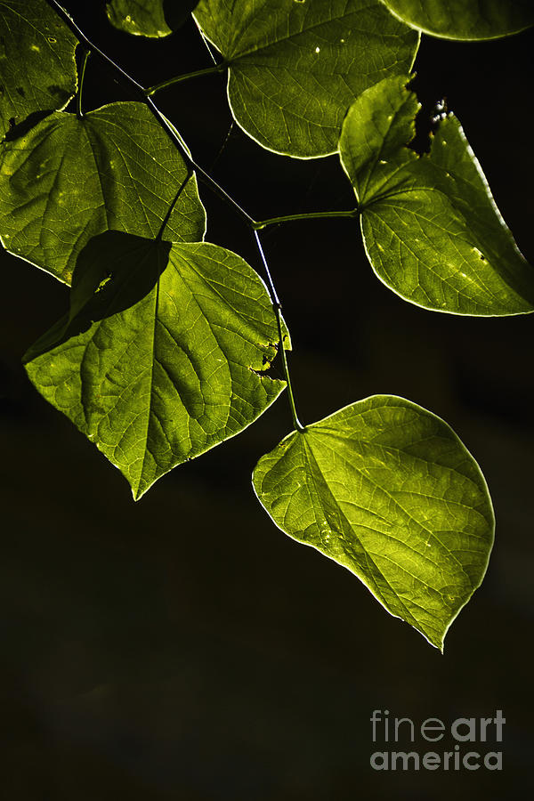 Leaves Photograph by Margie Hurwich